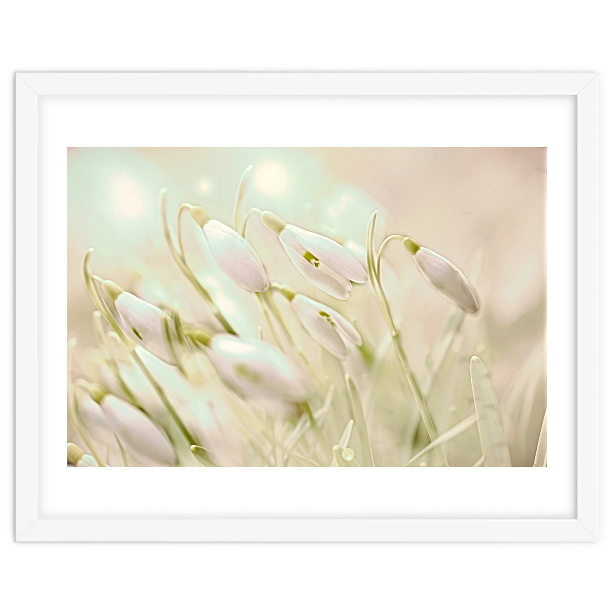 Enchanting Snowdrops