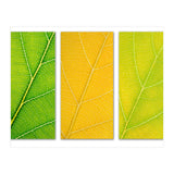 Autumn Leaves (Print Only) thumbnail