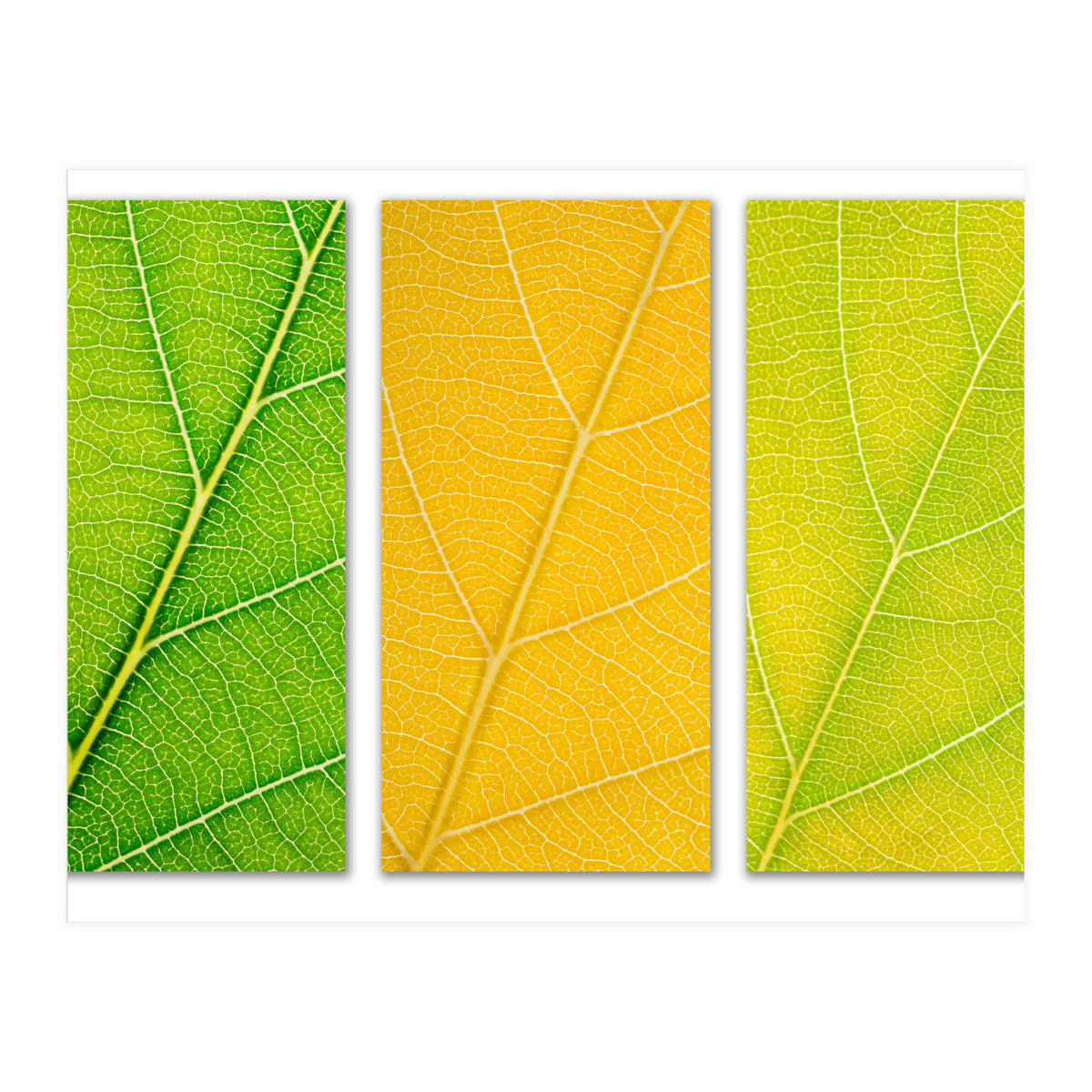 Autumn Leaves (Print Only)