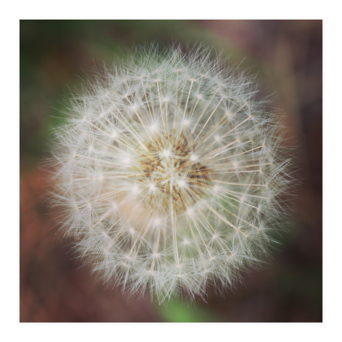 dandelion clock (Print Only)
