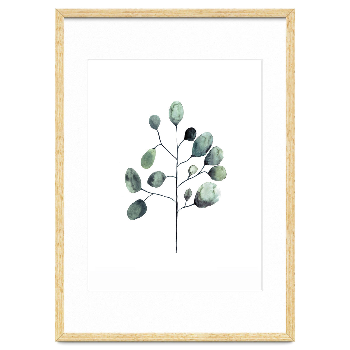 Botanical Illustration Eukalyptus