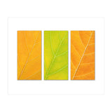 Autumn Leaves (Print Only) thumbnail