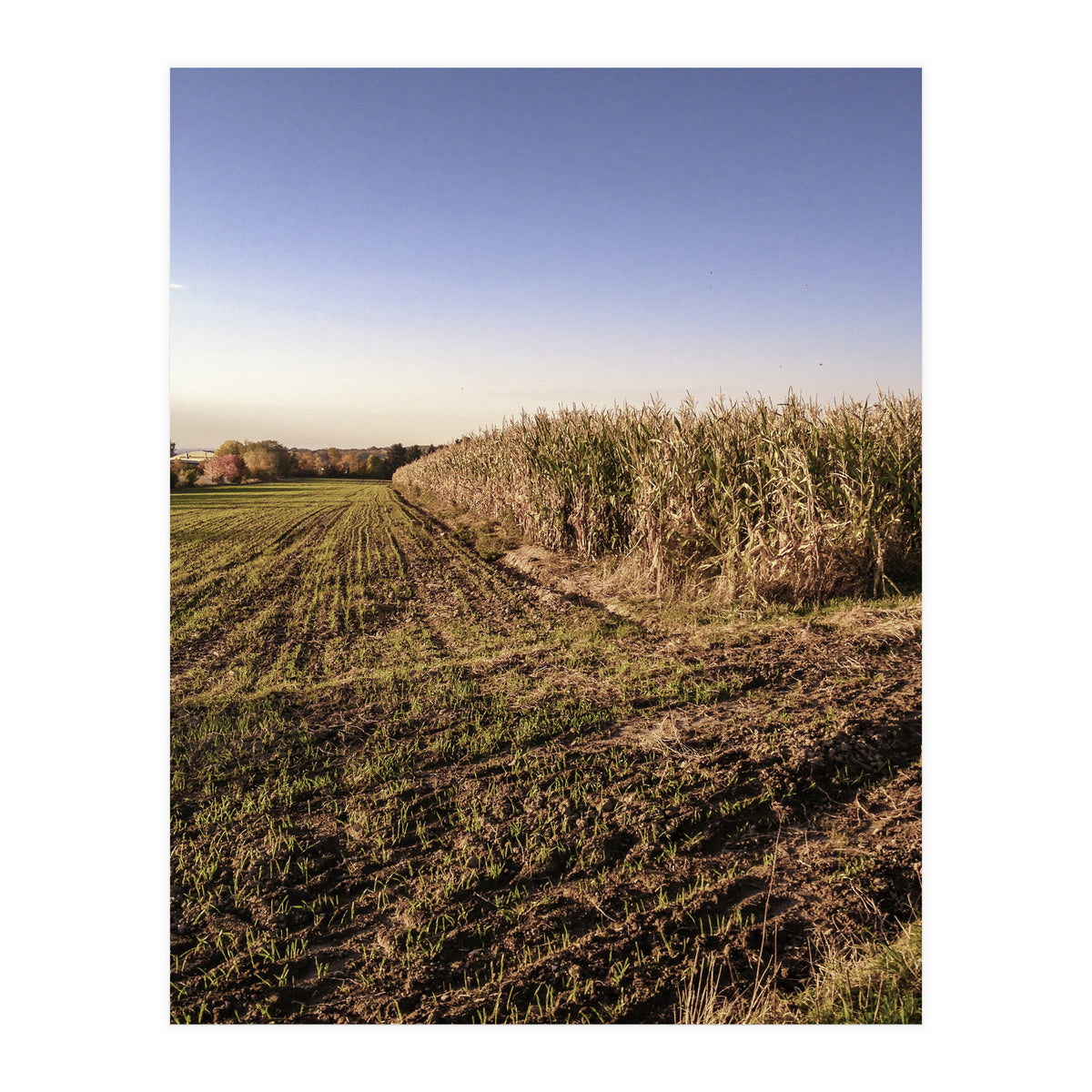 Bucolism 3 (Print Only)