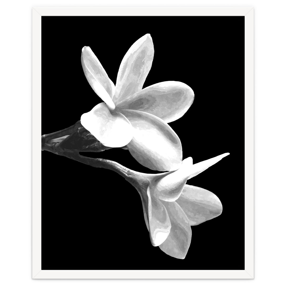 Black and White Flowers