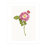 Cc Roses 05 (Print Only) thumbnail