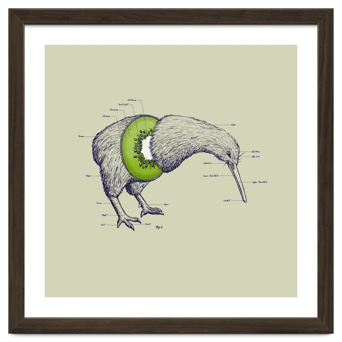 Kiwi Anatomy