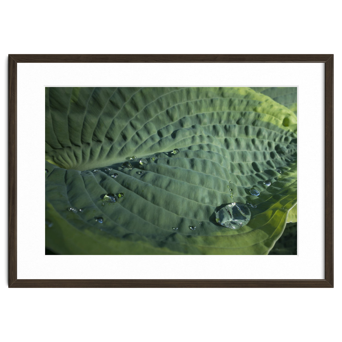 Hosta With Raindrops