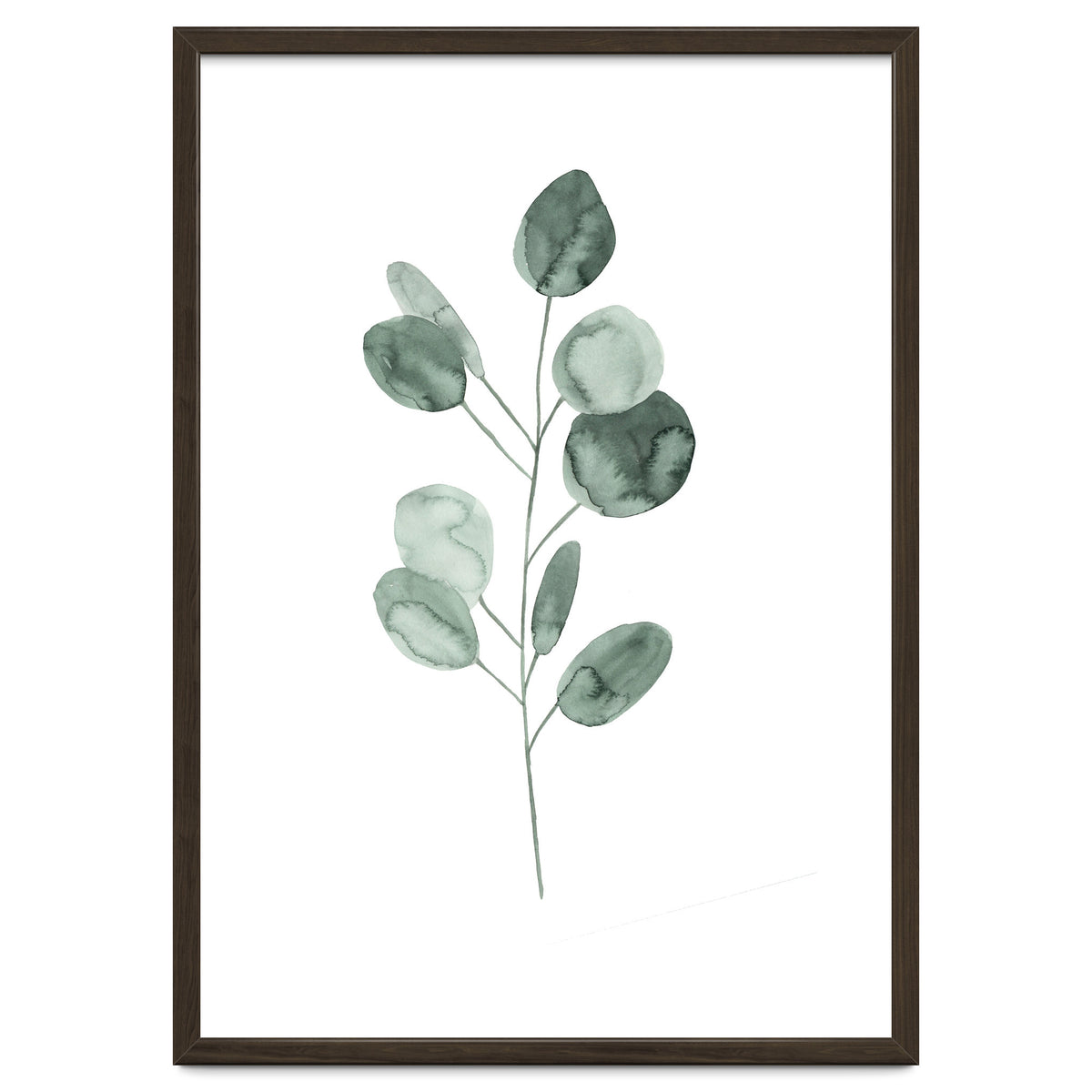 Botanical Illustration Eukalyptus2