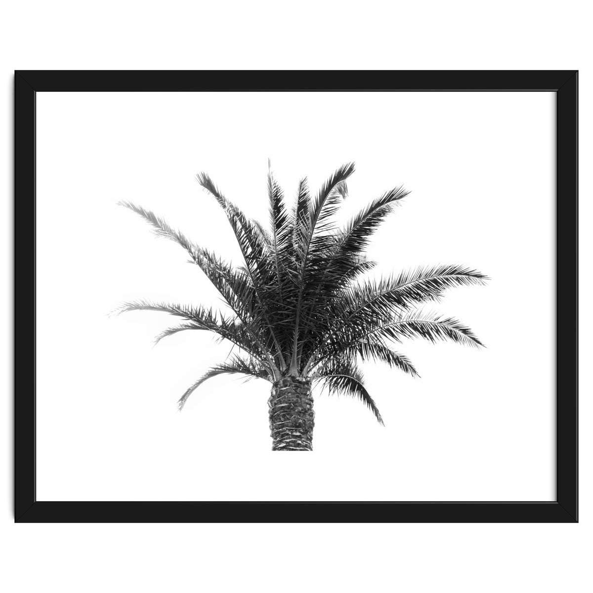 Palm Tree