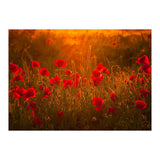 Poppies At Summer (1) (Print Only) thumbnail