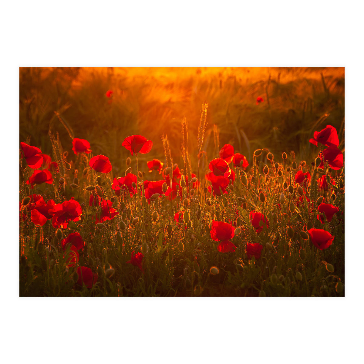 Poppies At Summer (1) (Print Only)