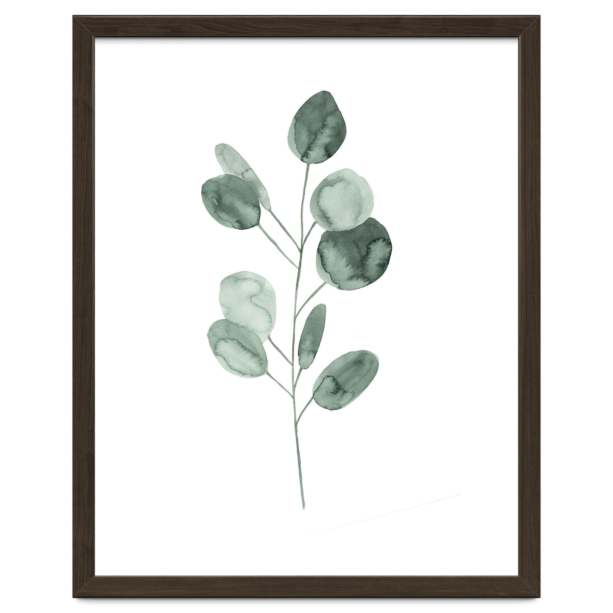 Botanical Illustration Eukalyptus2