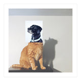 Domestic Animal (Print Only) thumbnail