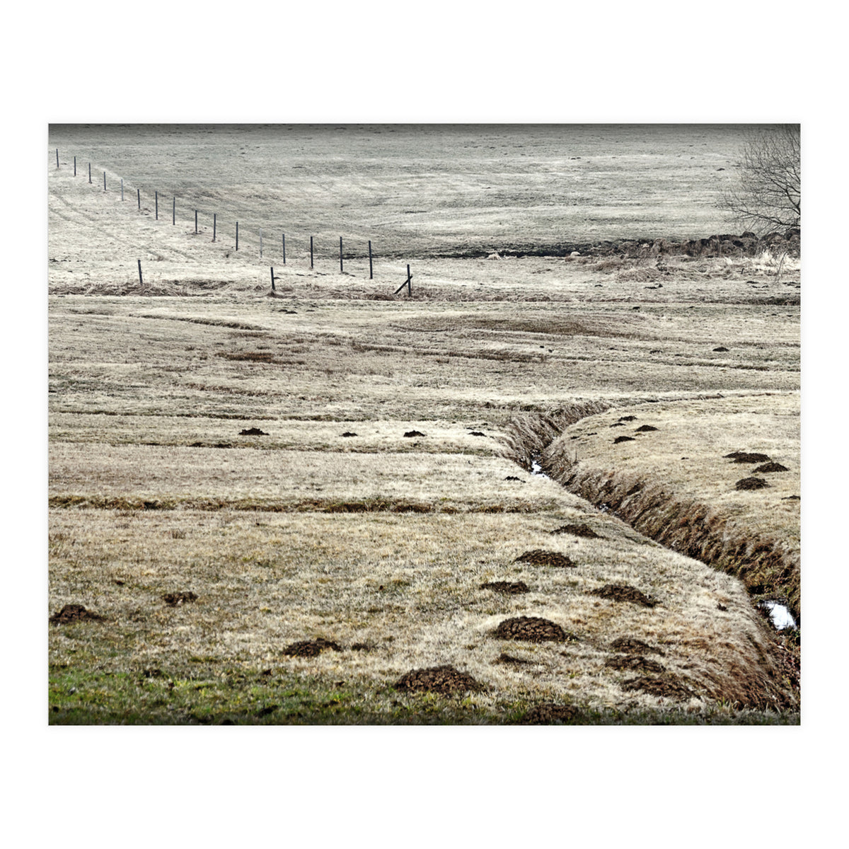 Wet meadows (Print Only)