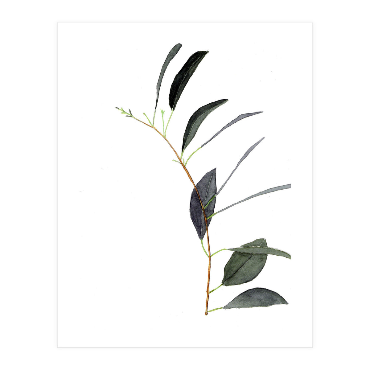 Untitled #14 - Eucalyptus (Print Only)