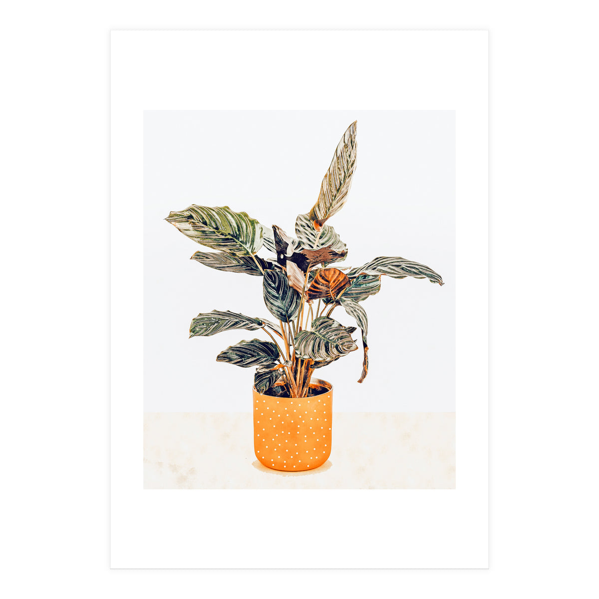 Botany II (Print Only)