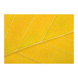 Autumn Leaf (Print Only) thumbnail