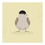 Blackcap 2 (Print Only) thumbnail
