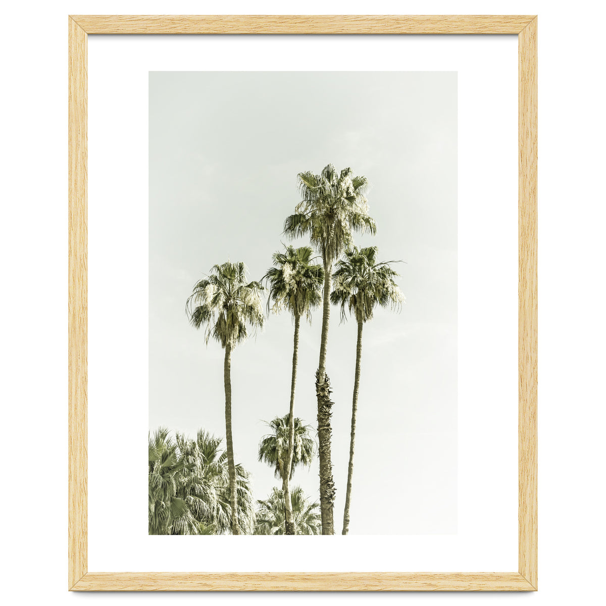 Palm Trees Summertime