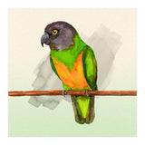 Senegal parrot watercolor (Print Only) thumbnail