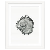 Tree Ring Print, Albion Basin, Utah, Pine Tree Print