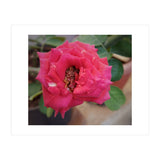 Blooming Red Rose (Print Only) thumbnail
