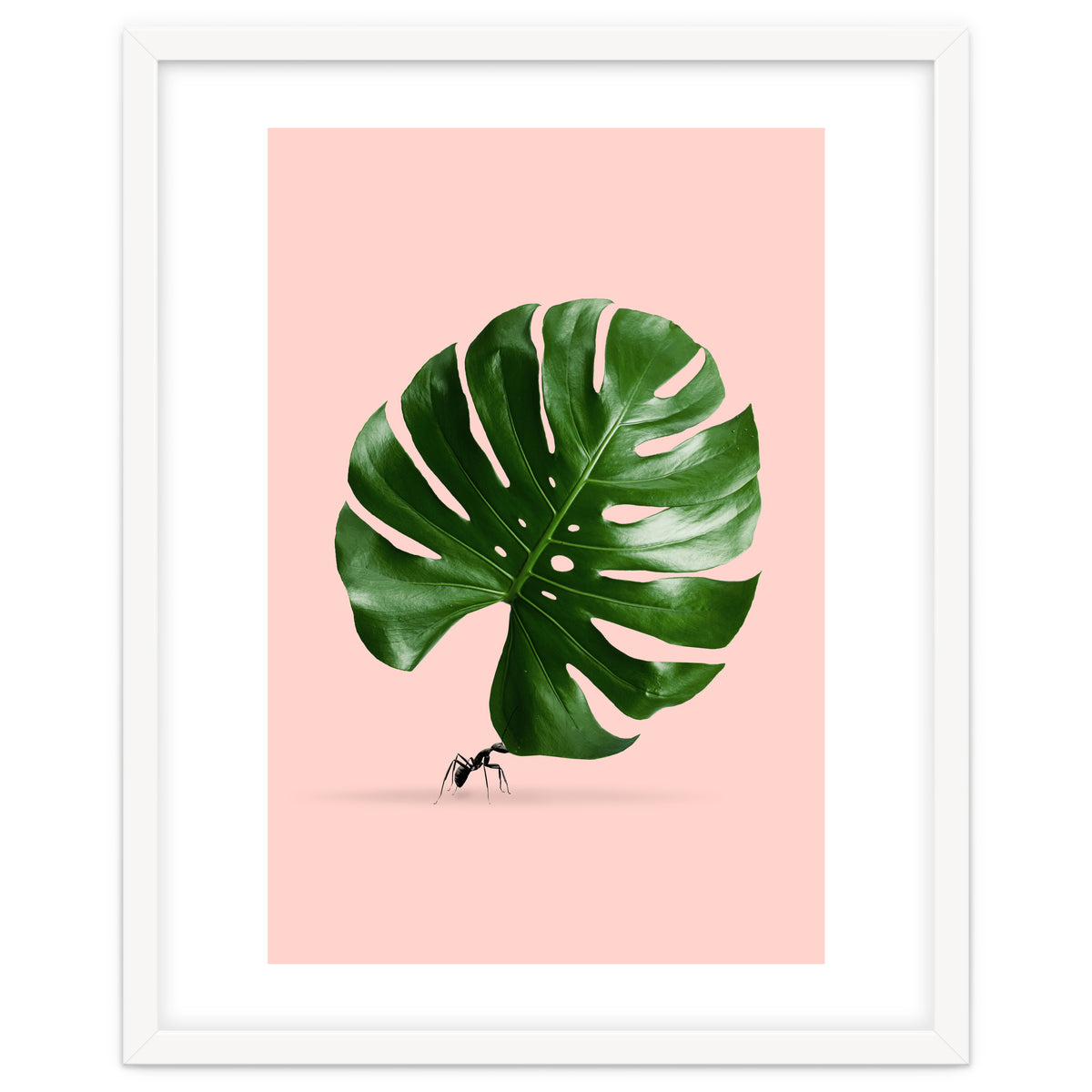 Monstera Ant