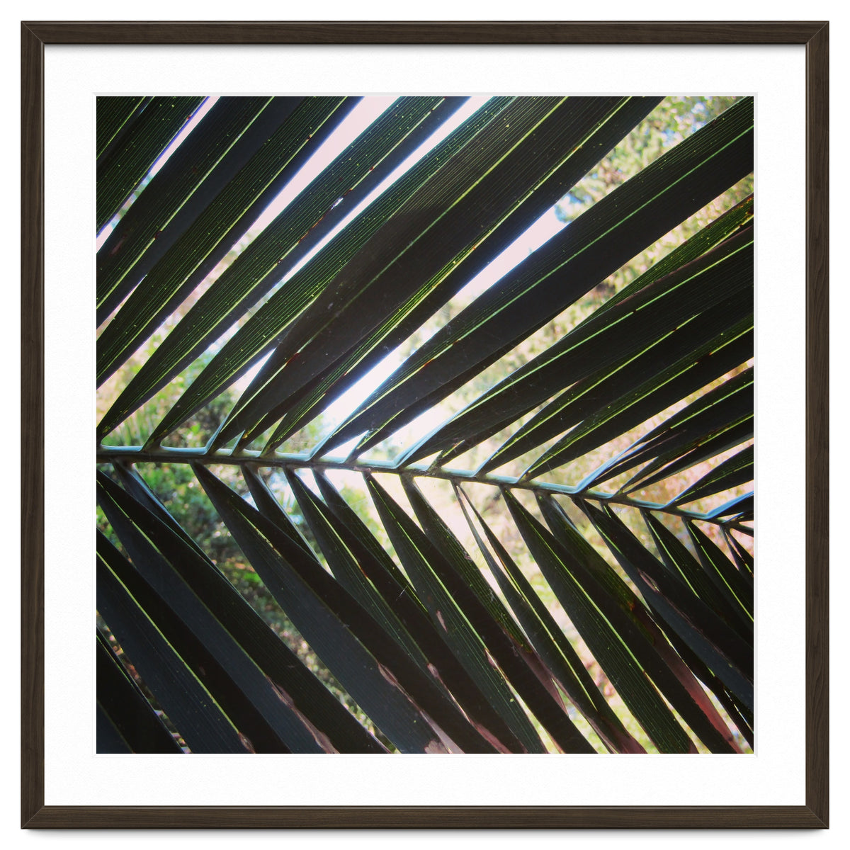 Palm leaf
