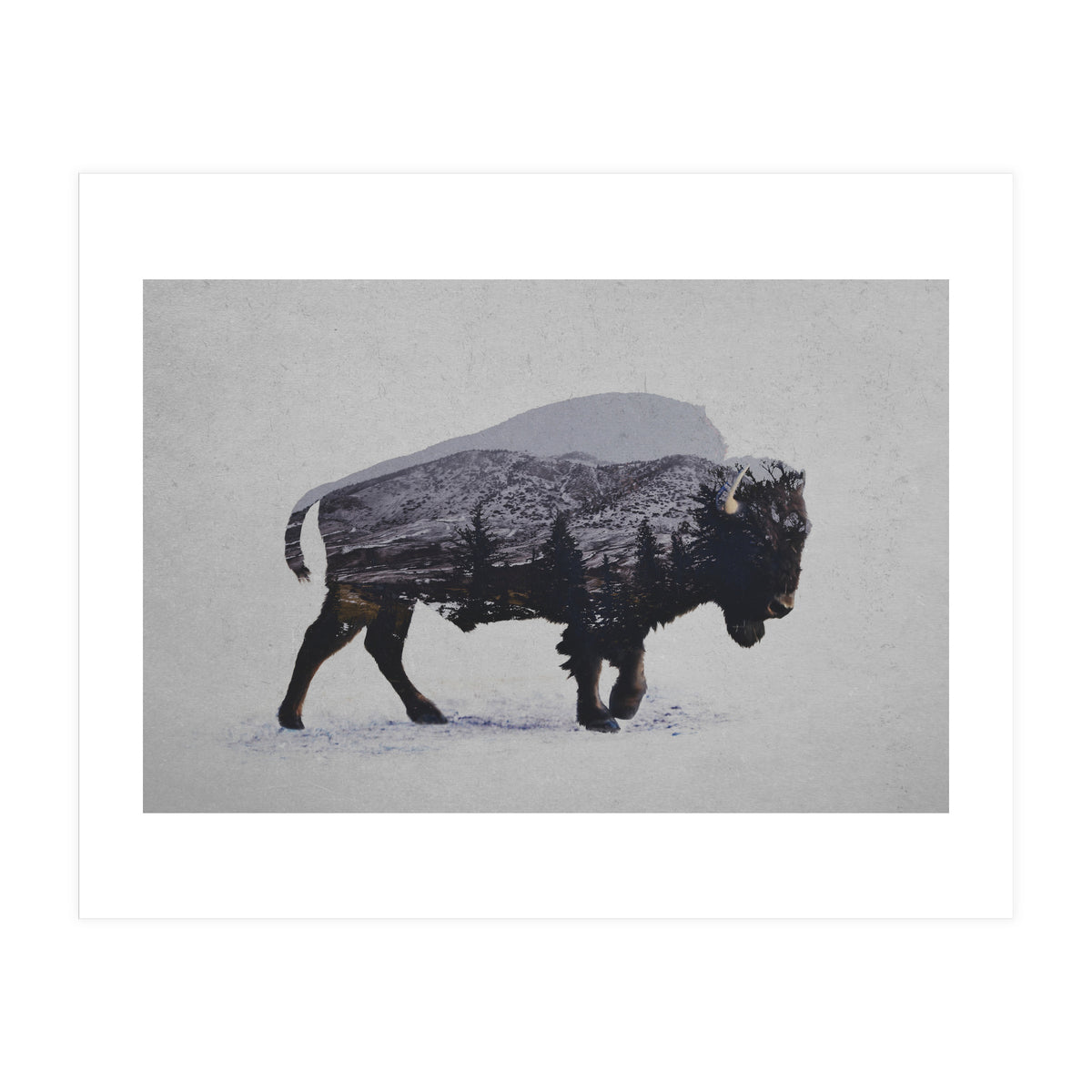 The American Bison (Print Only)