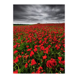 Wild Poppies (Print Only) thumbnail