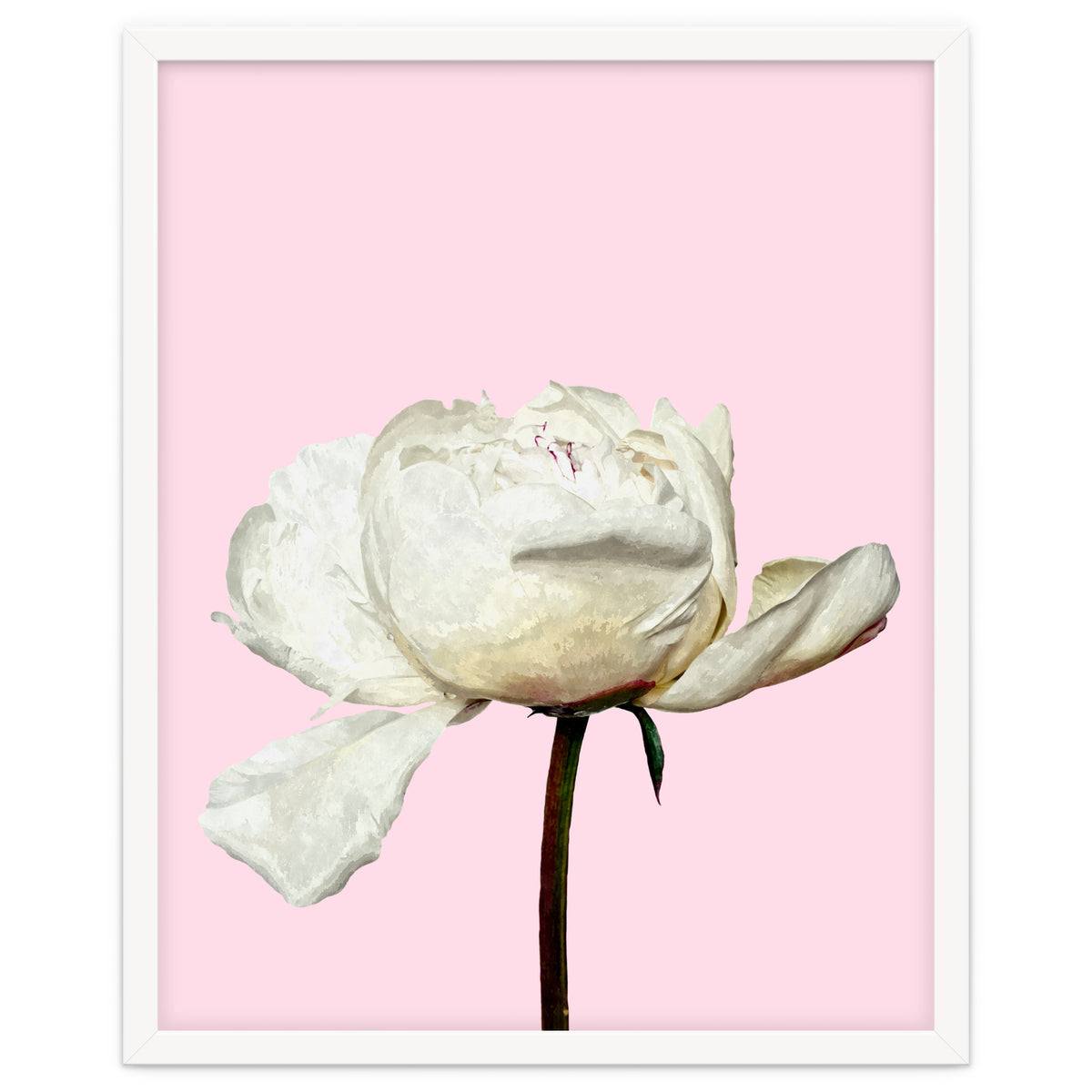 White Peony Pink Background