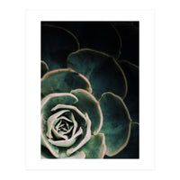 Darkside Of Succulents 4-C (Print Only)