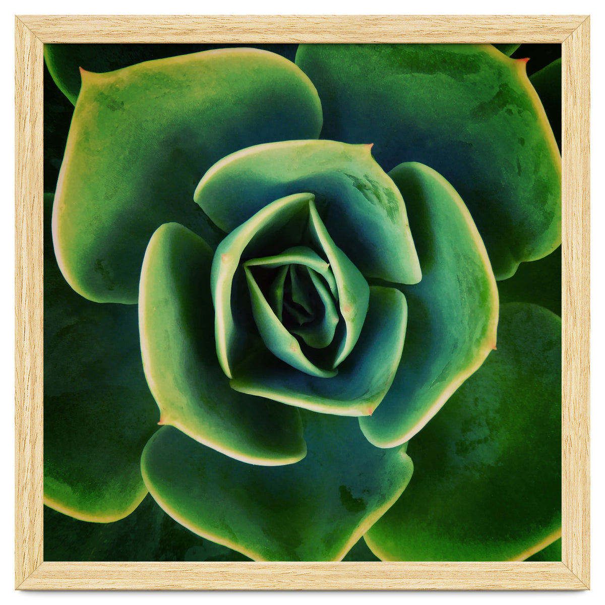 DARKSIDE OF SUCCULENTS XIII