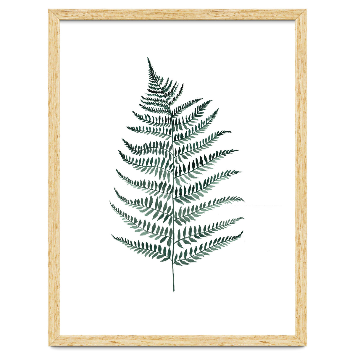 Botanical Illustration Silverfern