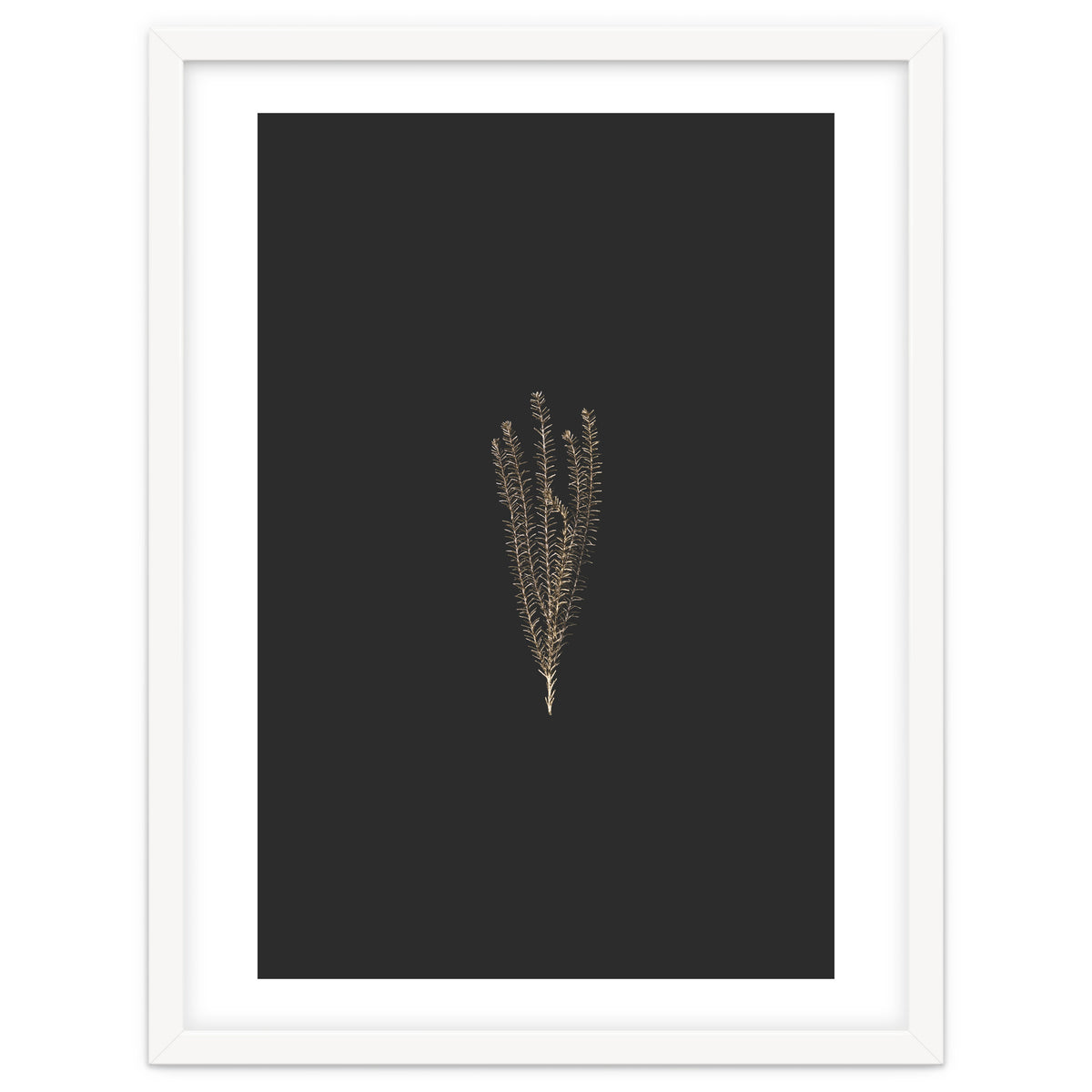 Delicate Fynbos Botanicals in Gold and Black