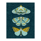 Lepidoptery8 (Print Only) thumbnail
