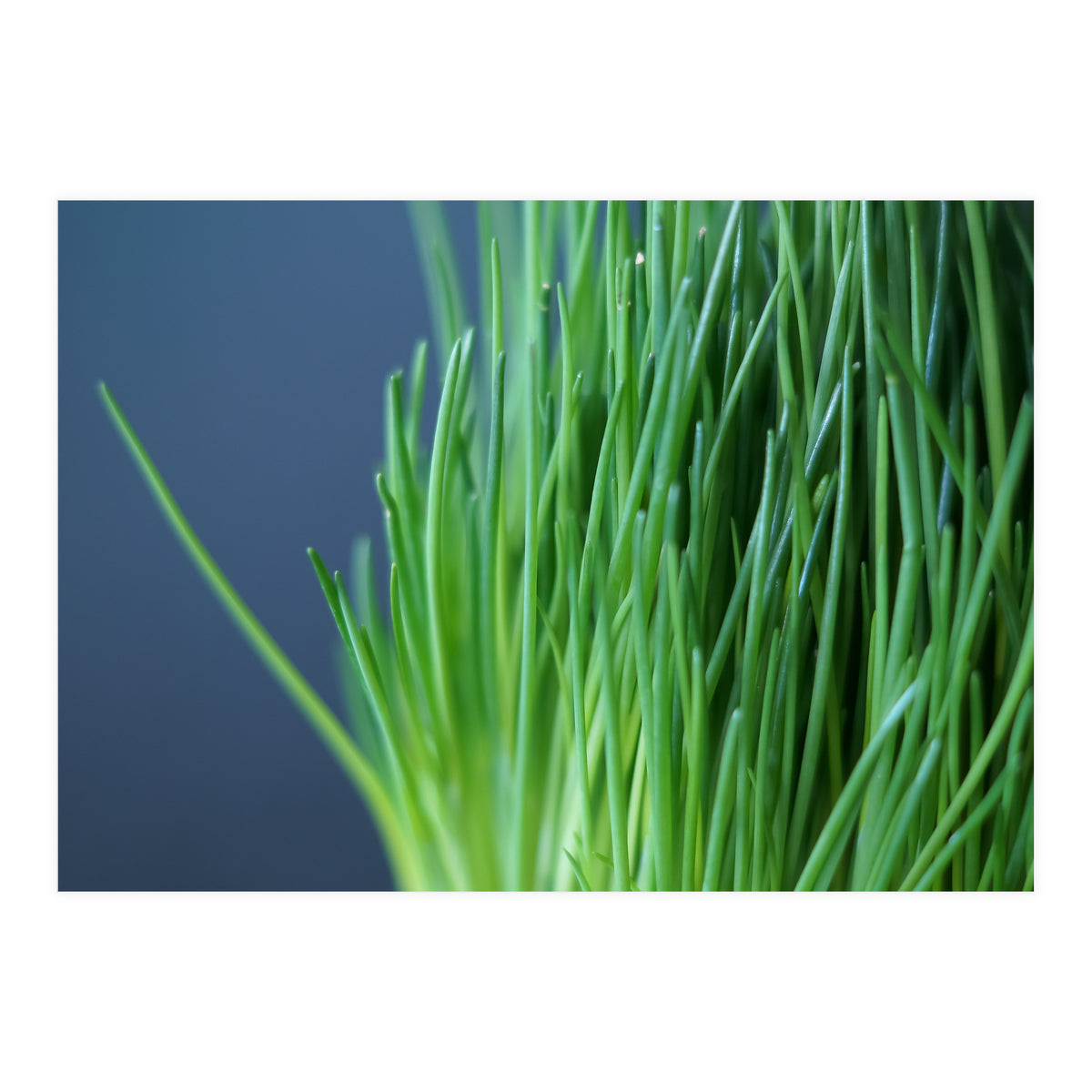 Chives (Print Only)