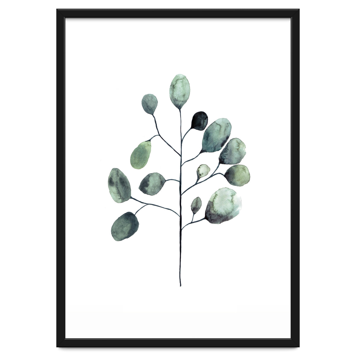Botanical Illustration Eukalyptus