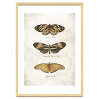 Butterflies IV