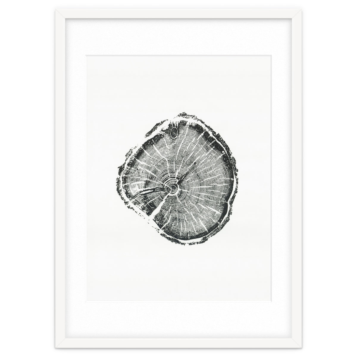 Tree Ring Print, Albion Basin, Utah, Pine Tree Print