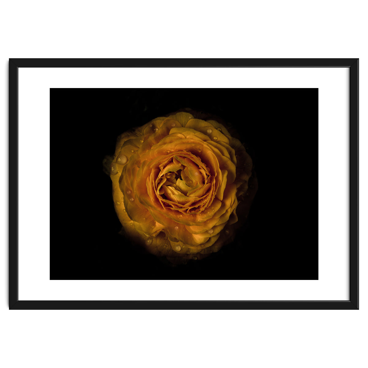 Backyard Flowers No 73 Color Version