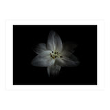 Backyard Flowers No 28 Color Version (Print Only) thumbnail