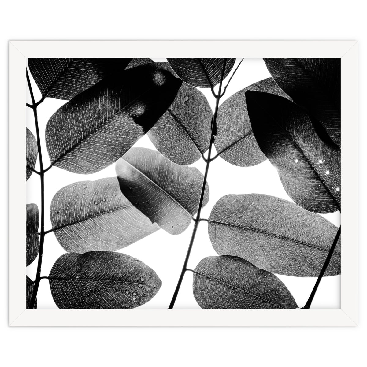 Experiments with Leaves II