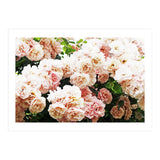 Roses (Print Only) thumbnail