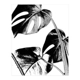 Black Tropical Leaves  (Print Only) thumbnail