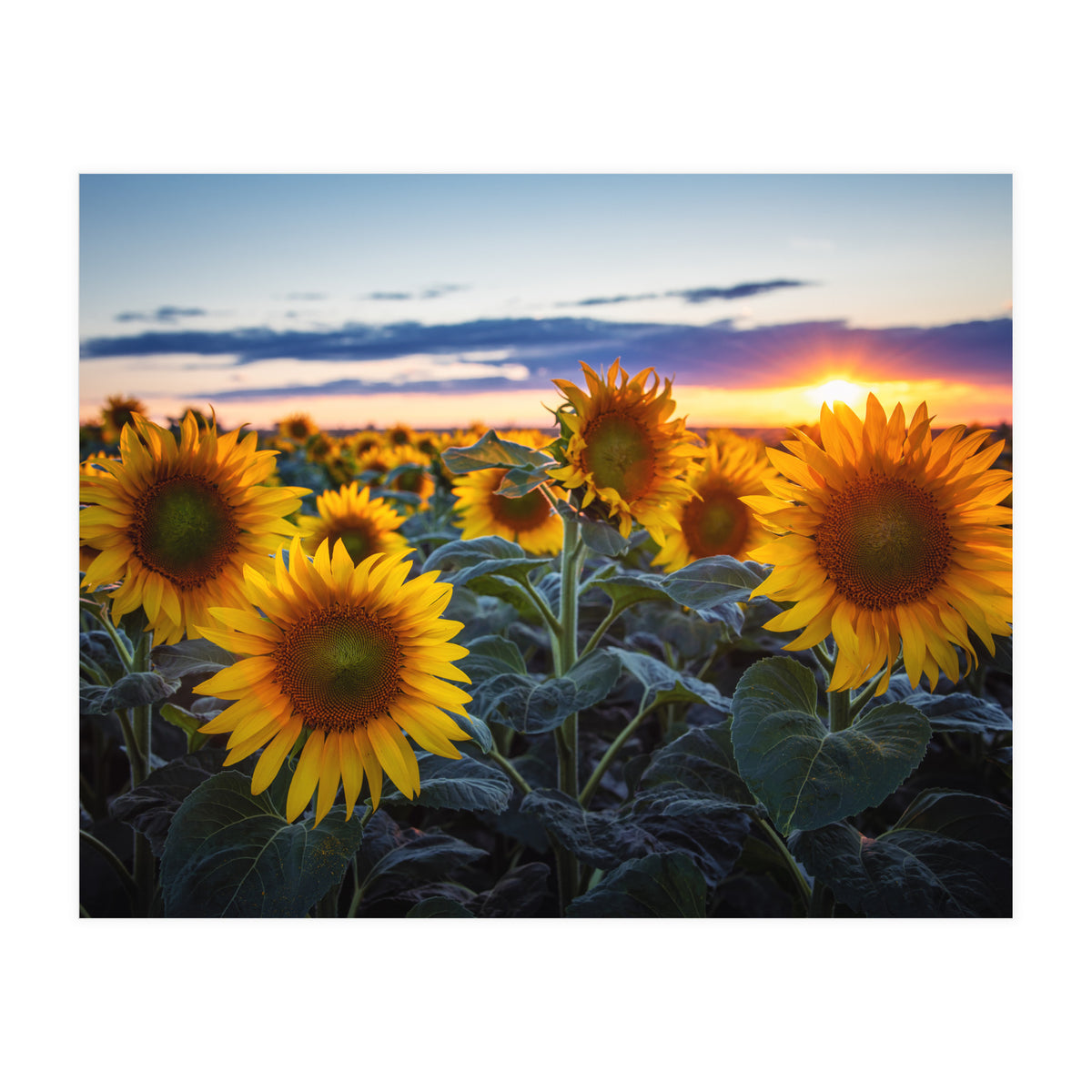 Sunflowers (Print Only)