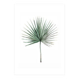 Botanical Illustration Fanpalm (Print Only) thumbnail