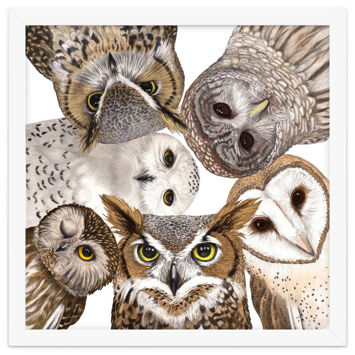 Owls