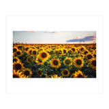 Summer Sunflowers (Print Only) thumbnail