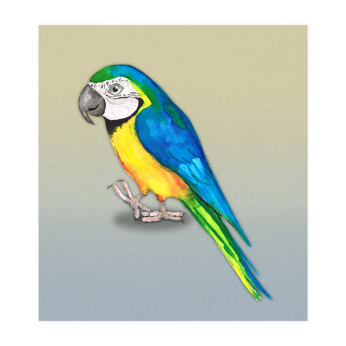Blue and yellow macaw (Print Only)
